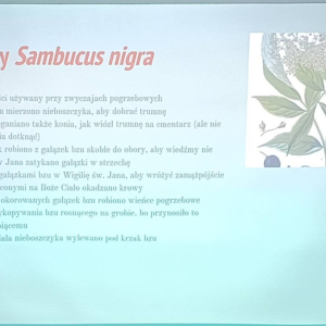 Slajd z opisem właściwości bzu czarnego