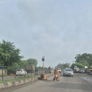 Krowy na ulicach w Indiach