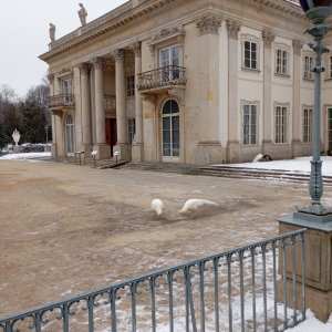 Dwa białe pawie spacerują po terenie Pałacu Łazienkowskiego