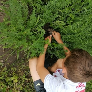 Chłopczyk obok roślin lnu